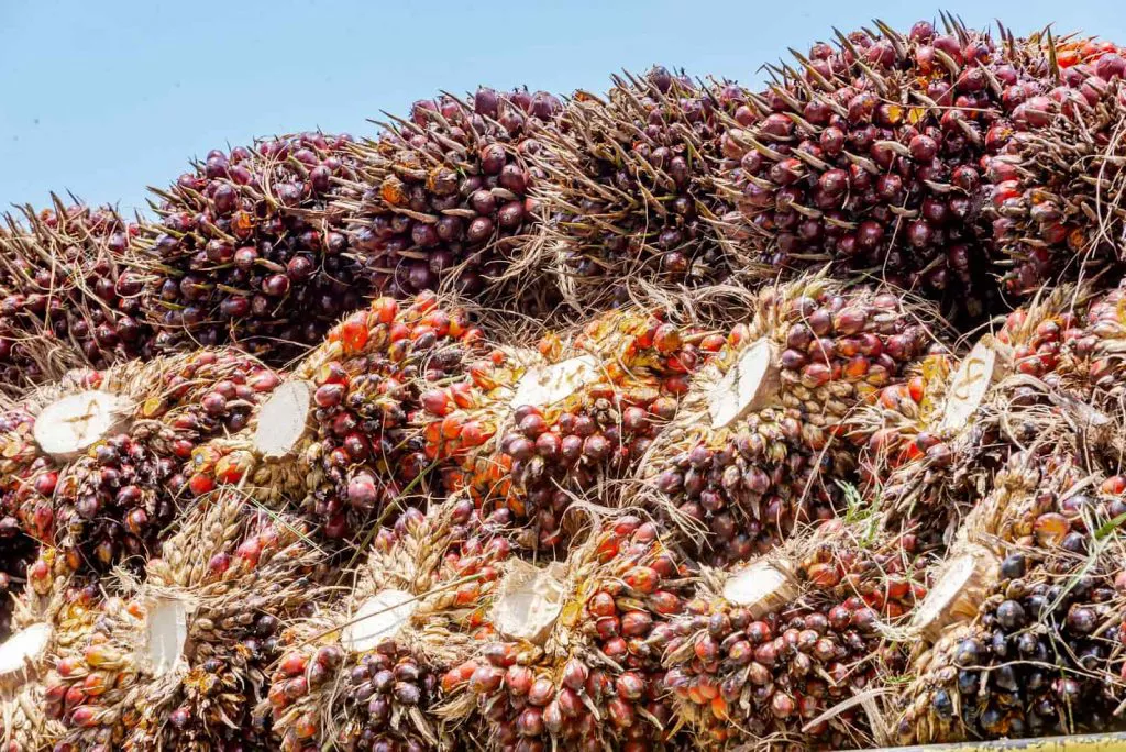 Mengungkap Proses Unggul Bahan Baku Minyak Goreng untuk Produk Sania