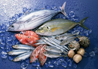 Cara Simpan Ikan di Freezer agar Tetap Segar dan Tidak Kering