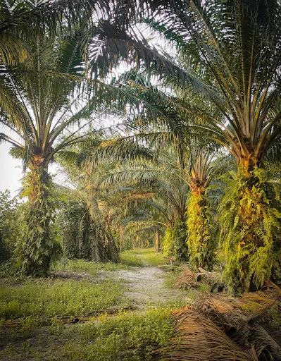 Kebun Kelapa Sawit